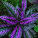 100 Pcs Bonsai Rare Blumei Seeds For Home Garden Decoration Indoor Plants Coleus Boleus Seeds 100 Pcs Bonsai Rare Blumei Seeds For Home Garden Decoration Indoor Plants Coleus Boleus Seeds