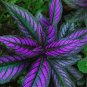 100 Pcs Bonsai Rare Blumei Seeds For Home Garden Decoration Indoor Plants Coleus Boleus Seeds