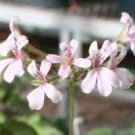 5 Pcs Pelargonium odoratissimum - Sweet-Scented Pelargonium
