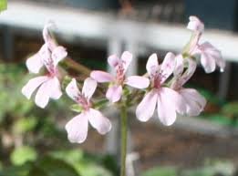 5 Pcs Pelargonium odoratissimum - Sweet-Scented Pelargonium