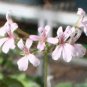5 Pcs Pelargonium odoratissimum - Sweet-Scented Pelargonium