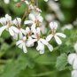 5 Pcs Pelargonium odoratissimum - Sweet-Scented Pelargonium