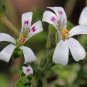 5 Pcs Pelargonium odoratissimum - Sweet-Scented Pelargonium