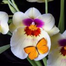 100 Pcs Cattleya Hibrida Bonsai Orchids Seeds
