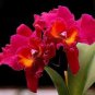 100 Pcs Cattleya Hibrida Bonsai Orchids Seeds