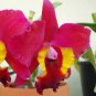 100 Pcs Cattleya Hibrida Bonsai Orchids Seeds