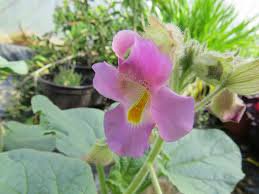 3 Pcs Proboscidea Louisianica Seeds