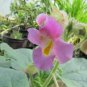 3 Pcs Proboscidea Louisianica Seeds