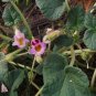 3 Pcs Proboscidea Louisianica Seeds