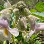 3 Pcs Proboscidea Louisianica Seeds