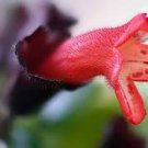 15 Pcs Lipstick Flower Seeds