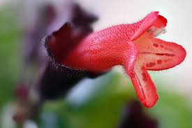 15 Pcs Lipstick Flower Seeds