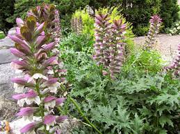 10 Pcs Bear's Breeches Plant Seeds