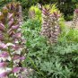 10 Pcs Bear's Breeches Plant Seeds