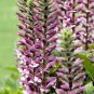 10 Pcs Bear's Breeches Plant Seeds