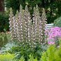 10 Pcs Bear's Breeches Plant Seeds