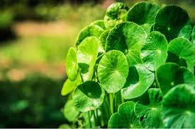 20 Pcs Gotu kola Seeds