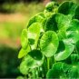 20 Pcs Gotu kola Seeds