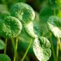 20 Pcs Gotu kola Seeds