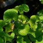 20 Pcs Gotu kola Seeds