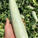 20 Pcs Rare Chinese Sweet Melon Seeds