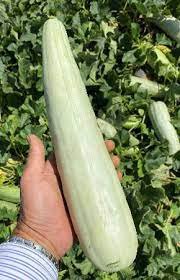 20 Pcs Rare Chinese Sweet Melon Seeds