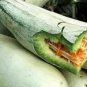 20 Pcs Rare Chinese Sweet Melon Seeds
