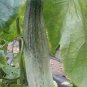 20 Pcs Rare Chinese Sweet Melon Seeds