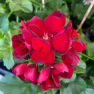10 Pcs Geranium Seeds Dark Red Damask Double Compact Flowers