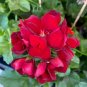 10 Pcs Geranium Seeds Dark Red Damask Double Compact Flowers