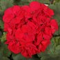 10 Pcs Geranium Seeds Dark Red Damask Double Compact Flowers