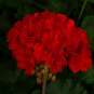 10 Pcs Geranium Seeds Dark Red Damask Double Compact Flowers