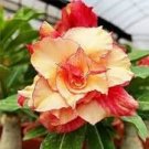 2 Pcs Adenium Seeds Double Flowers Desert Rose Golden Flowers with Rose Red Stripes