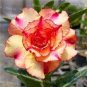 2 Pcs Adenium Seeds Double Flowers Desert Rose Golden Flowers with Rose Red Stripes