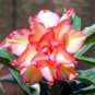 2 Pcs Adenium Seeds Double Flowers Desert Rose Golden Flowers with Rose Red Stripes
