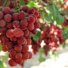15 Pcs Ruby Roman Grapes Seeds