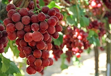 15 Pcs Ruby Roman Grapes Seeds