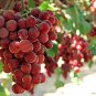 15 Pcs Ruby Roman Grapes Seeds