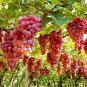 15 Pcs Ruby Roman Grapes Seeds