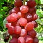 15 Pcs Ruby Roman Grapes Seeds