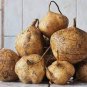 10 Pcs Jicama Pachyrhizus Erosus Organic Vegetables