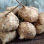 10 Pcs Jicama Pachyrhizus Erosus Organic Vegetables