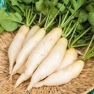 900 Pcs Radish seed White icicle radish short leaf non-gm garden vegetable seed