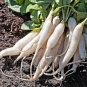 900 Pcs Radish seed White icicle radish short leaf non-gm garden vegetable seed