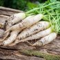 900 Pcs Radish seed White icicle radish short leaf non-gm garden vegetable seed