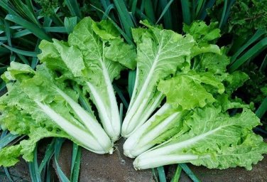 1000 Pcs Cabbage seed garden vegetable Ruffle Green Curly Vegetable