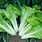 1000 Pcs Cabbage seed garden vegetable Ruffle Green Curly Vegetable
