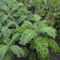 1000 Pcs Cabbage seed garden vegetable Ruffle Green Curly Vegetable