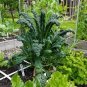 1000 Pcs Cabbage seed garden vegetable Ruffle Green Curly Vegetable