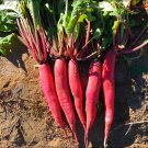 700 Pcs fruit Radish Seeds | Red Radishes Vegetable Seed